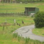 Kangaroo Valley